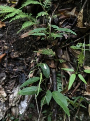 Sohmaea zonata