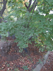 Acer pseudosieboldianum