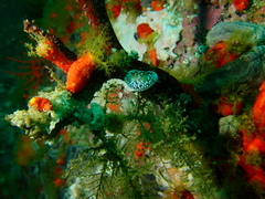 Antiopella capensis
