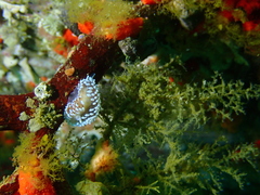 Antiopella capensis