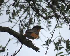 Cossypha dichroa dichroa