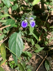 Rungia taiwanensis