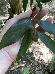 Alangium villosum