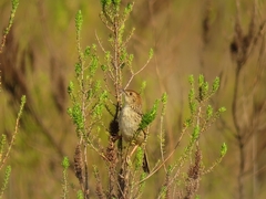 Cisticola lais