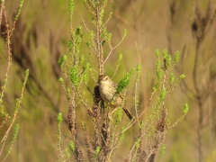 Cisticola lais