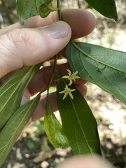 Alangium villosum