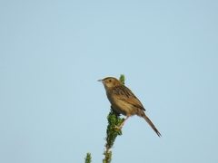 Cisticola lais