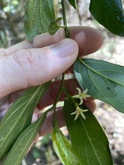 Alangium villosum