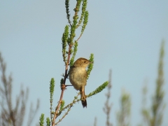 Cisticola lais