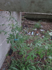 Artemisia sylvatica
