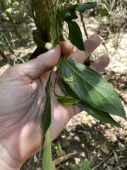 Alangium villosum