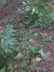 Artemisia sylvatica