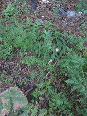 Artemisia sylvatica