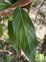 Alangium villosum