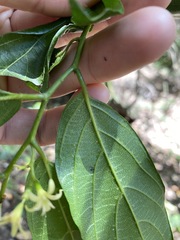 Alangium villosum