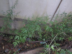 Artemisia sylvatica