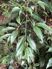 Viburnum integrifolium