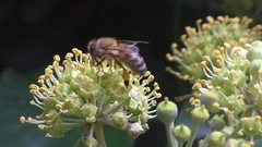 Apis mellifera