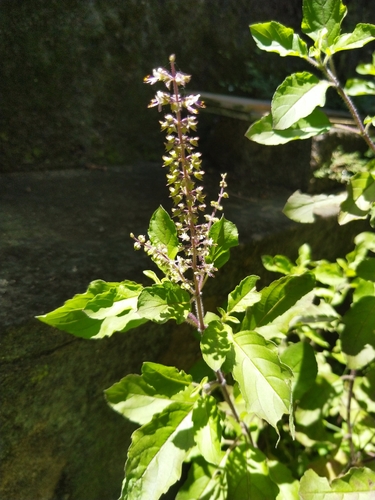 Ocimum tenuiflorum