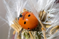 Coccinella quinquepunctata
