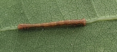 Campaea margaritaria