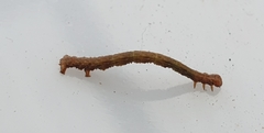 Campaea margaritaria