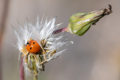 Coccinella quinquepunctata