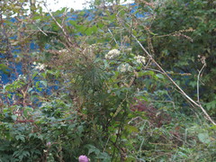 Clematis brevicaudata