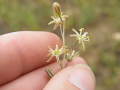 Drimia multisetosa
