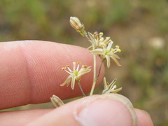 Drimia multisetosa