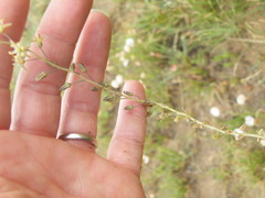 Drimia multisetosa