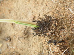 Drimia multisetosa