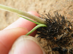 Drimia multisetosa