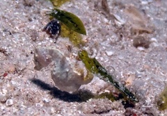 Hippocampus colemani