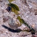 Caballito de Mar Pigmeo de Coleman - Photo (c) mrcupitt, algunos derechos reservados (CC BY-NC)