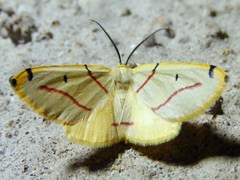 Phoenicocampa