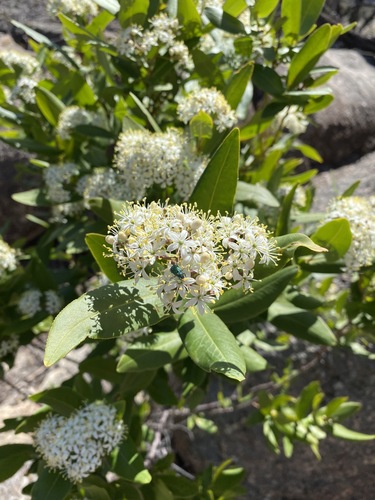 Image of Forest Phebalium (Leionema ambiens) by (c) Greg Tasney, some rights reserved (CC BY-SA)