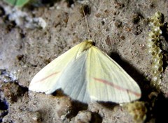 Rhodometra sacraria