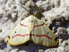 Phoenicocampa