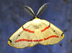 Phoenicocampa