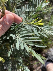 Acacia irrorata