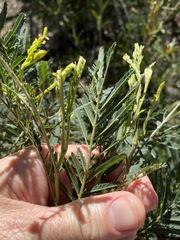 Acacia irrorata