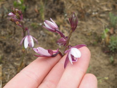 Eulophia hians