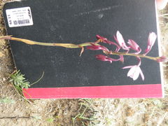 Eulophia hians