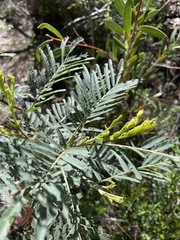 Acacia irrorata