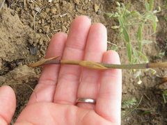 Eulophia hians