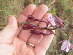 Eulophia hians