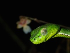 Trimeresurus sumatranus