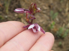 Eulophia hians