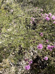 Kunzea obovata